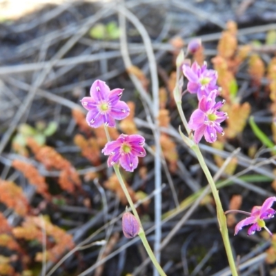 Arthropodium minus (Small Vanilla Lily) at Namadgi National Park - 7 Oct 2021 by MatthewFrawley