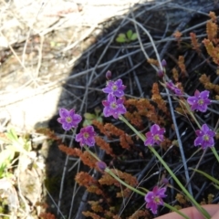 Arthropodium minus at Tennent, ACT - 7 Oct 2021 12:35 PM