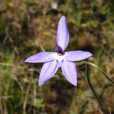 Glossodia major (Wax Lip Orchid) at Tennent, ACT - 7 Oct 2021 by MatthewFrawley