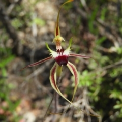 Caladenia parva (Brown-clubbed Spider Orchid) at Tennent, ACT - 7 Oct 2021 by MatthewFrawley