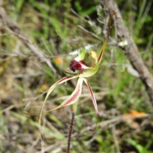 Caladenia parva at Tennent, ACT - suppressed