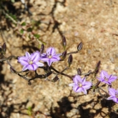 Thysanotus patersonii (Twining Fringe Lily) at Namadgi National Park - 7 Oct 2021 by MatthewFrawley