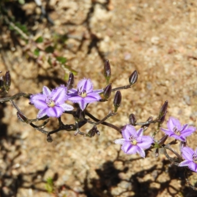 Thysanotus patersonii (Twining Fringe Lily) at Namadgi National Park - 7 Oct 2021 by MatthewFrawley