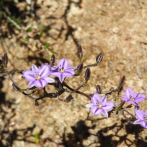 Thysanotus patersonii at Tennent, ACT - 7 Oct 2021