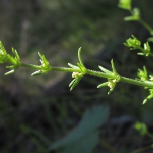 Galium gaudichaudii subsp. gaudichaudii at Hawker, ACT - 8 Oct 2021