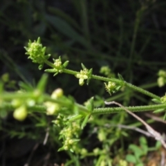 Galium gaudichaudii subsp. gaudichaudii at Hawker, ACT - 8 Oct 2021 01:18 PM