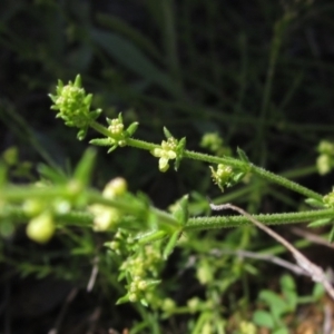 Galium gaudichaudii subsp. gaudichaudii at Hawker, ACT - 8 Oct 2021