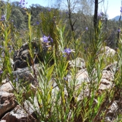 Stypandra glauca (Nodding Blue Lily) at Tennent, ACT - 7 Oct 2021 by MatthewFrawley