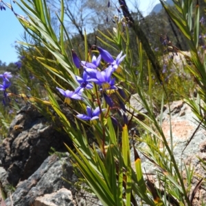 Stypandra glauca at Tennent, ACT - 7 Oct 2021