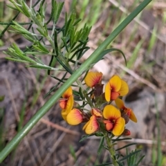 Dillwynia sericea (Egg And Bacon Peas) at Norris Hill - 8 Oct 2021 by Darcy