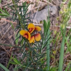 Dillwynia sericea at Glenroy, NSW - 8 Oct 2021 11:49 AM