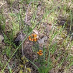 Dillwynia sericea at Glenroy, NSW - 8 Oct 2021 11:49 AM