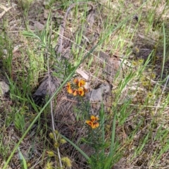 Dillwynia sericea at Glenroy, NSW - 8 Oct 2021 11:49 AM