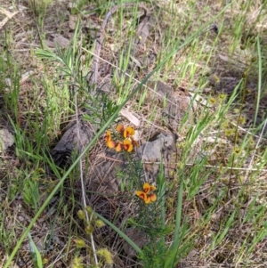 Dillwynia sericea at Glenroy, NSW - 8 Oct 2021 11:49 AM