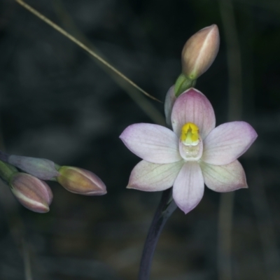 Thelymitra carnea (Tiny Sun Orchid) at Watson, ACT - 8 Oct 2021 by jb2602