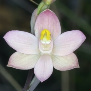 Thelymitra carnea at Watson, ACT - 8 Oct 2021