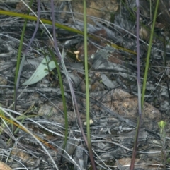 Thelymitra carnea at Watson, ACT - 8 Oct 2021