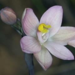 Thelymitra carnea at Watson, ACT - 8 Oct 2021