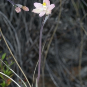 Thelymitra carnea at Watson, ACT - 8 Oct 2021