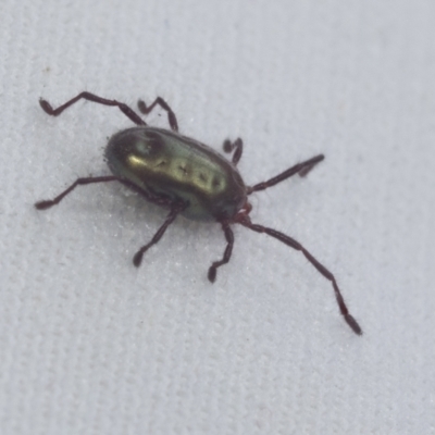 Rainbowia sp. (genus) (A mite) at Bruce Ridge - 27 Sep 2021 by AlisonMilton