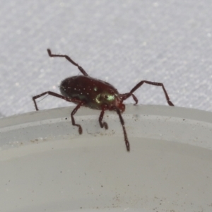 Rainbowia sp. (genus) at Bruce, ACT - 27 Sep 2021