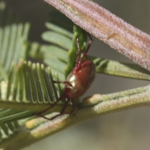 Rainbowia sp. (genus) at Bruce, ACT - 27 Sep 2021 10:17 AM