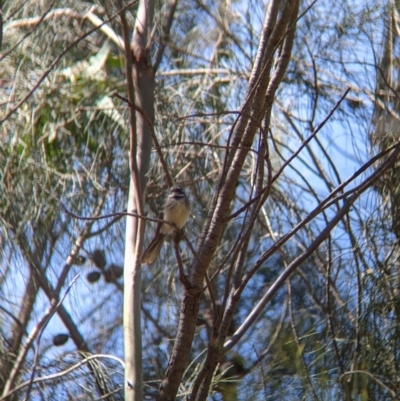 Rhipidura albiscapa (Grey Fantail) at Albury - 8 Oct 2021 by Darcy