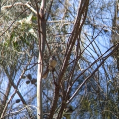Rhipidura albiscapa (Grey Fantail) at Glenroy, NSW - 8 Oct 2021 by Darcy