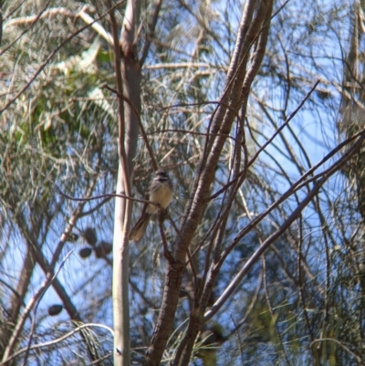 Rhipidura albiscapa (Grey Fantail) at Norris Hill - 8 Oct 2021 by Darcy
