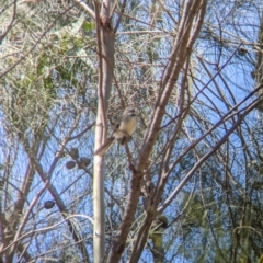 Rhipidura albiscapa at Glenroy, NSW - 8 Oct 2021