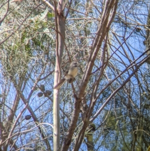 Rhipidura albiscapa at Glenroy, NSW - 8 Oct 2021 11:54 AM