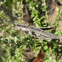Coryphistes ruricola (Bark-mimicking Grasshopper) at Tennent, ACT - 7 Oct 2021 by MatthewFrawley