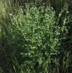 Sanguisorba minor (Salad Burnet, Sheep's Burnet) at Latham, ACT - 8 Oct 2021 by pinnaCLE