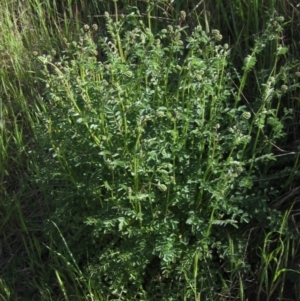 Sanguisorba minor at Latham, ACT - 8 Oct 2021