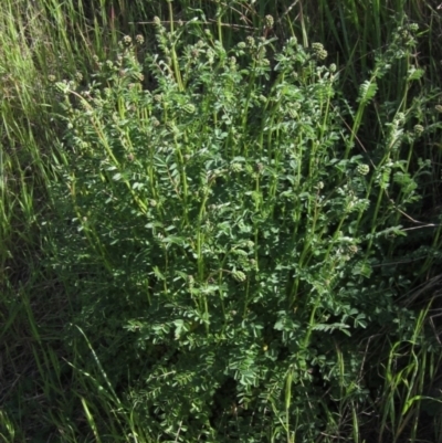 Sanguisorba minor (Salad Burnet, Sheep's Burnet) at Umbagong District Park - 8 Oct 2021 by pinnaCLE