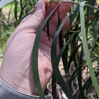 Acacia implexa (Hickory Wattle, Lightwood) at Albury - 8 Oct 2021 by Darcy