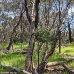 Acacia implexa at Glenroy, NSW - 8 Oct 2021