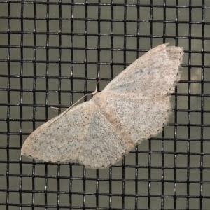 Idaea philocosma at Wanniassa, ACT - 8 Oct 2021 09:59 PM