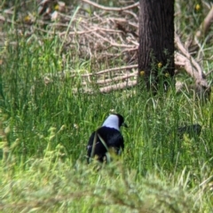 Gymnorhina tibicen (Australian Magpie) at Albury - 8 Oct 2021 by Darcy