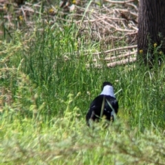 Gymnorhina tibicen at Glenroy, NSW - 8 Oct 2021 12:01 PM