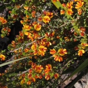 Pultenaea procumbens at Hawker, ACT - 8 Oct 2021