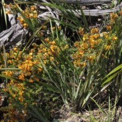 Pultenaea procumbens at Hawker, ACT - 8 Oct 2021 02:20 PM