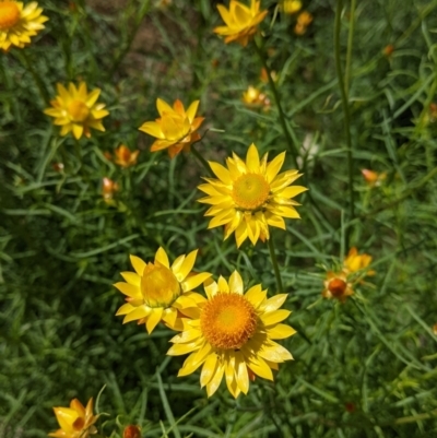 Xerochrysum viscosum (Sticky Everlasting) at Norris Hill - 8 Oct 2021 by Darcy