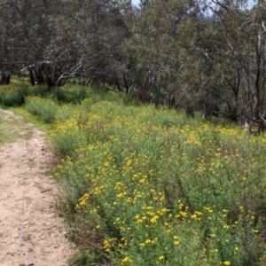 Xerochrysum viscosum at Glenroy, NSW - 8 Oct 2021 12:02 PM