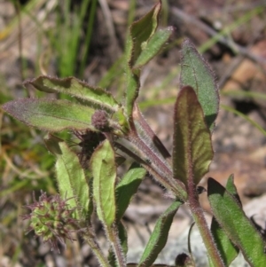 Opercularia hispida at Hawker, ACT - 8 Oct 2021