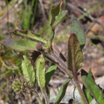 Opercularia hispida (Hairy Stinkweed) at Hawker, ACT - 8 Oct 2021 by pinnaCLE