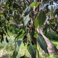 Brachychiton populneus (Kurrajong) at Albury - 8 Oct 2021 by Darcy