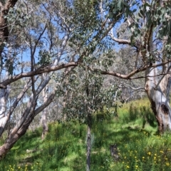 Brachychiton populneus at Glenroy, NSW - 8 Oct 2021