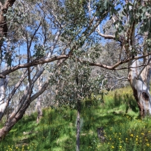 Brachychiton populneus at Glenroy, NSW - 8 Oct 2021