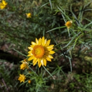 Xerochrysum viscosum at Hamilton Valley, NSW - 8 Oct 2021 12:06 PM